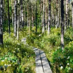 Where to Stay in Lahemaa: Palmse, Sagadi, Käsmu or Võsu? Your Guide to the Best Areas