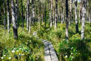 Where to Stay in Lahemaa: Palmse, Sagadi, Käsmu or Võsu? Your Guide to the Best Areas