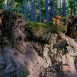 Your Essential Guide to a Day Trip to Tallinn from Lahemaa National Park