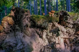 Your Essential Guide to a Day Trip to Tallinn from Lahemaa National Park