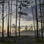 Cash vs Card in Estonia: Which Payment Method Reigns Supreme for Travelers?