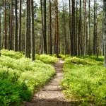 Central Estonia Road Trip: Discovering Paide, Türi, and Beyond