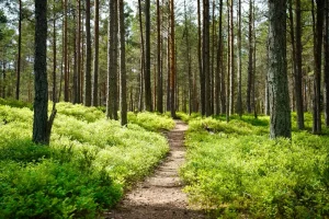Central Estonia Road Trip: Discovering Paide, Türi, and Beyond