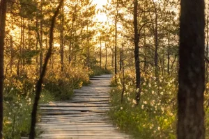 Elva: Estonia’s Lakeside Town Perfect for Nature Lovers and Beachgoers