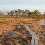 Estonian Etiquette: What Travelers Need to Know Before Visiting