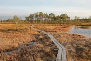 Estonian Etiquette: What Travelers Need to Know Before Visiting