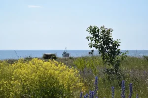 How to Get to Saaremaa: Your Complete Transport Guide