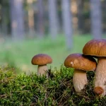 Lahemaa National Park Day Trip from Tallinn: Your Ultimate Guide
