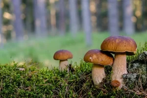 Lahemaa National Park Day Trip from Tallinn: Your Ultimate Guide
