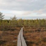 Estonia Tourist SIM Card: Plans, Prices &amp; Where to Buy