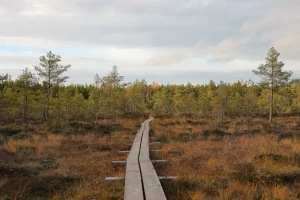 Estonia Tourist SIM Card: Plans, Prices &amp; Where to Buy