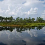 Exploring Estonia’s Nature in July 2026: Coastal Hikes and Forest Trails