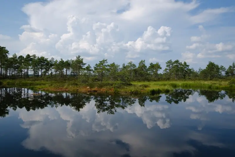 Exploring Estonia’s Nature in July 2026: Coastal Hikes and Forest Trails