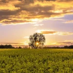 Kihnu Island: Experience UNESCO-Listed Life on Estonia’s Authentic Fishing Island