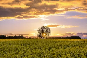 Kihnu Island: Experience UNESCO-Listed Life on Estonia’s Authentic Fishing Island
