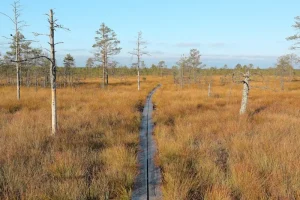 Top Things to Do in Viljandi: Estonia’s Hidden Cultural Gem