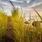 Vormsi Island: A Glimpse into Estonia’s Swedish-Speaking Heritage