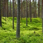 Estonia Mobile Data Plans: Decoding Your Options for Short &amp; Long Stays