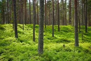Estonia Mobile Data Plans: Decoding Your Options for Short &amp; Long Stays