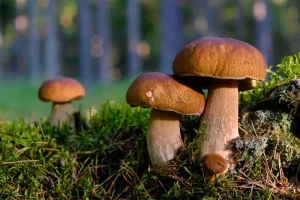 Healthcare in Estonia for Digital Nomads: Insurance &amp; Access
