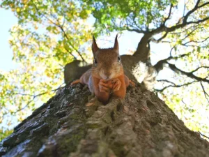 Otepää in Summer: Your Guide to Estonia’s Lake District Adventures