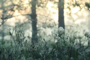 Skiing in Otepää: Everything You Need to Know for Estonia’s Best Slopes