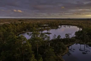 Seto Cuisine: A Culinary Journey Through Estonia’s Indigenous Flavors