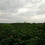 Visiting Setomaa: What to See and Do in Estonia’s Cultural Heartland