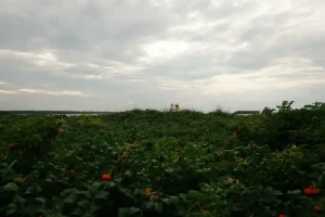 Visiting Setomaa: What to See and Do in Estonia’s Cultural Heartland